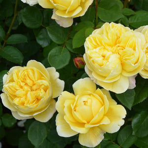 David Austin Charles Darwin Shrub Rose 6L