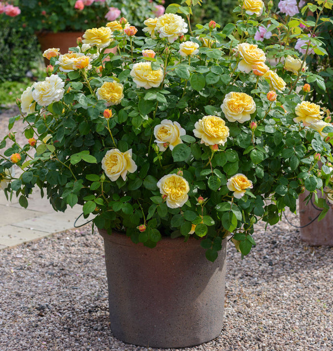 David Austin Charles Darwin Shrub Rose 6L