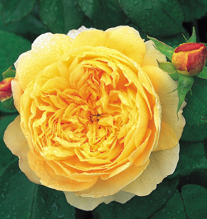 David Austin Charles Darwin Shrub Rose 6L