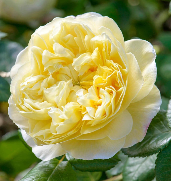David Austin Charles Darwin Shrub Rose 6L