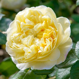 David Austin Charles Darwin Shrub Rose 6L