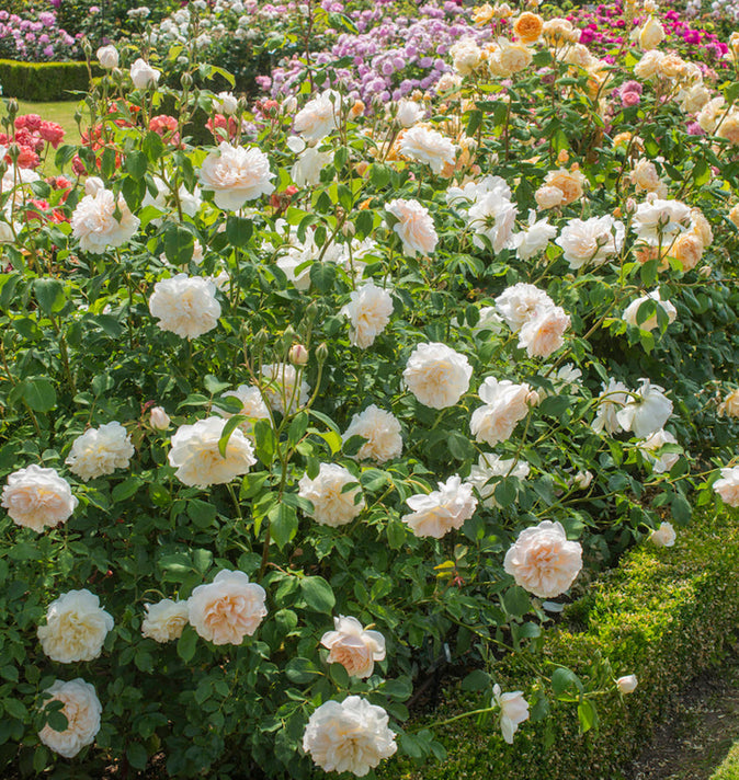 David Austin Lichfield Angel Shrub Rose 6L