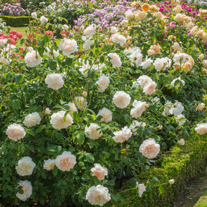 David Austin Lichfield Angel Shrub Rose 6L