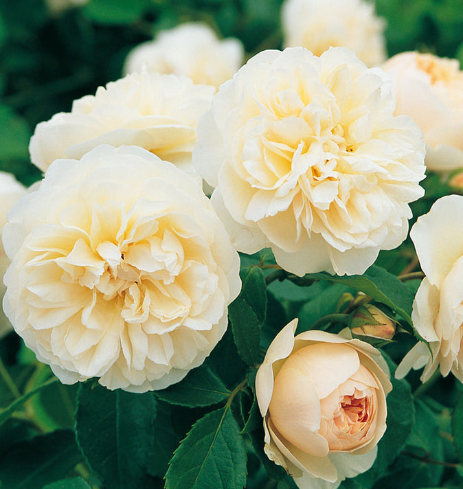 David Austin Lichfield Angel Shrub Rose 6L