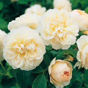 David Austin Lichfield Angel Shrub Rose 6L