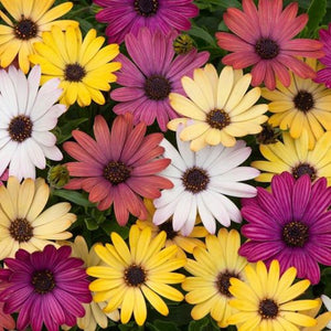 Osteospermum Mix 10cm