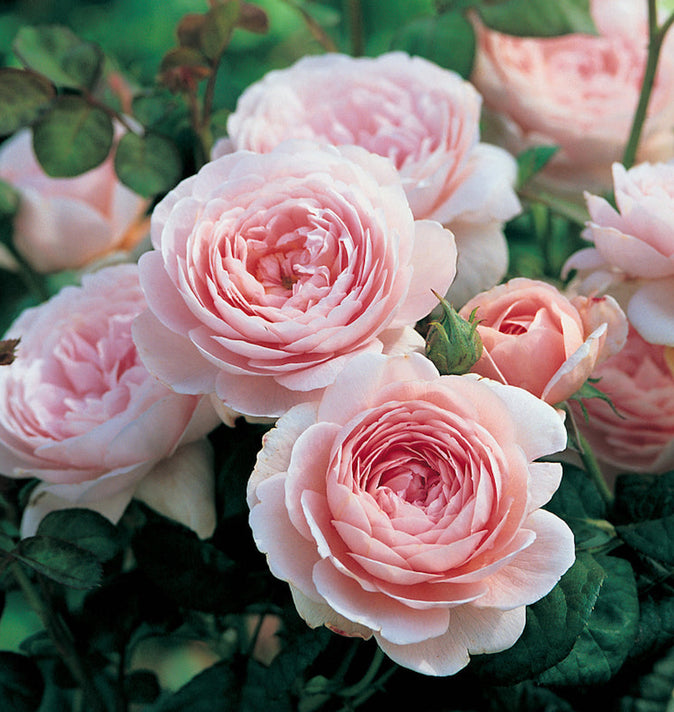 David Austin Queen Of Sweden Shrub Rose 6L