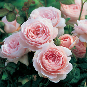 David Austin Queen Of Sweden Shrub Rose 6L