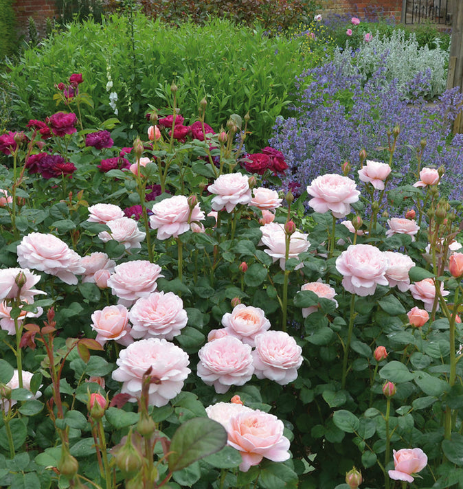 David Austin Queen Of Sweden Shrub Rose 6L