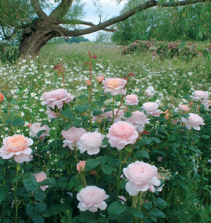 David Austin Queen Of Sweden Shrub Rose 6L