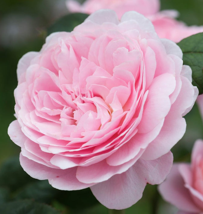 David Austin Queen Of Sweden Shrub Rose 6L