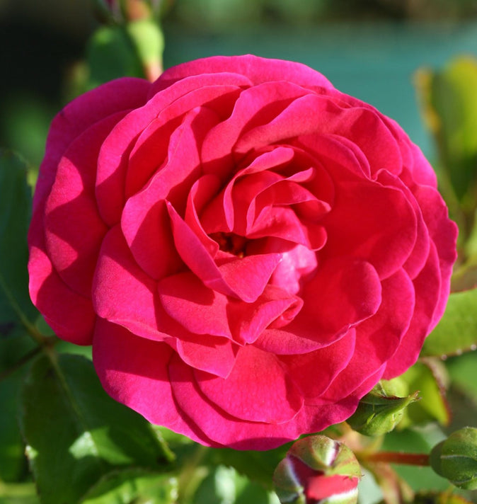 Bush Rose Truly Loved 3L