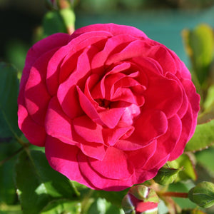 Bush Rose Truly Loved 3L