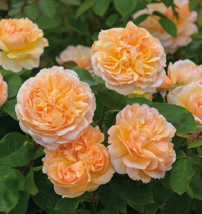 David Austin The Lady Gardener Shrub Rose 6L