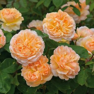 David Austin The Lady Gardener Shrub Rose 6L