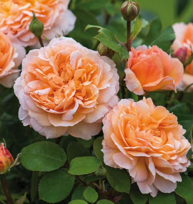 David Austin The Lady Gardener Shrub Rose 6L