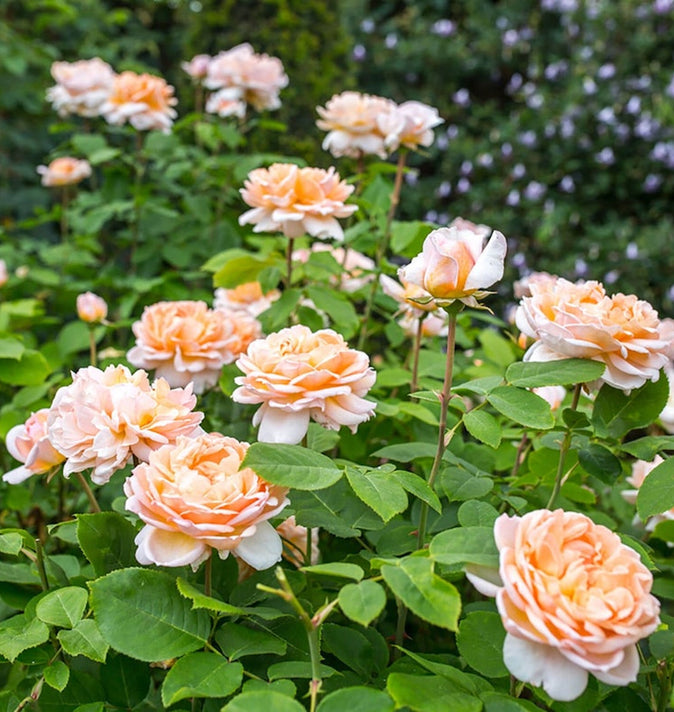 David Austin The Lady Gardener Shrub Rose 6L