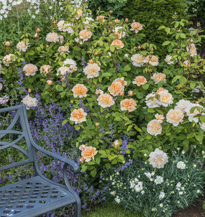 David Austin The Lady Gardener Shrub Rose 6L