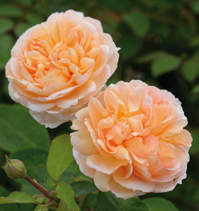 David Austin The Lady Gardener Shrub Rose 6L