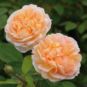 David Austin The Lady Gardener Shrub Rose 6L