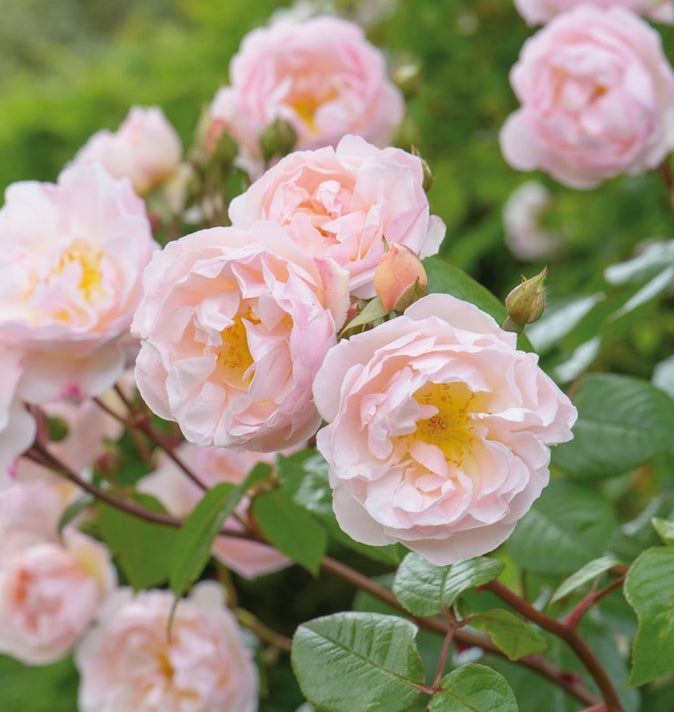 David Austin The Lady Of The Lake Rambling Rose 6L