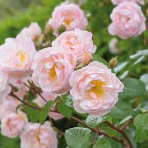 David Austin The Lady Of The Lake Rambling Rose 6L