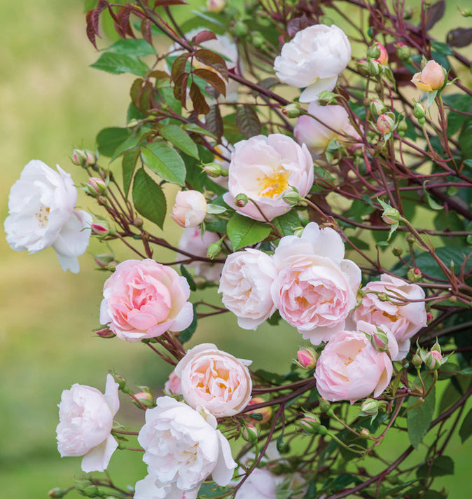 David Austin The Lady Of The Lake Rambling Rose 6L