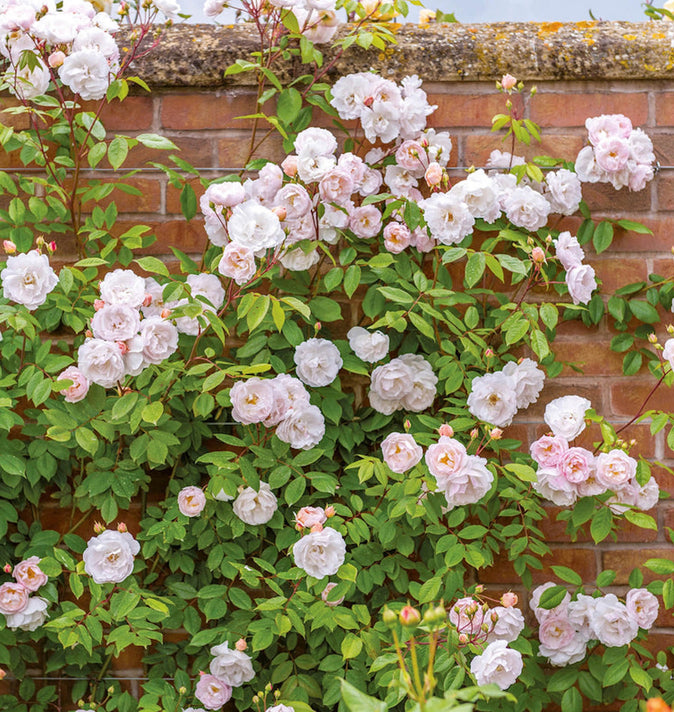 David Austin The Lady Of The Lake Rambling Rose 6L