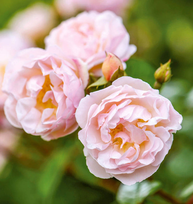 David Austin The Lady Of The Lake Rambling Rose 6L