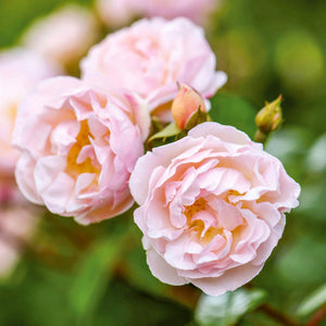 David Austin The Lady Of The Lake Rambling Rose 6L