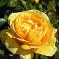 Bush Rose Absolutely Fabulous 3L