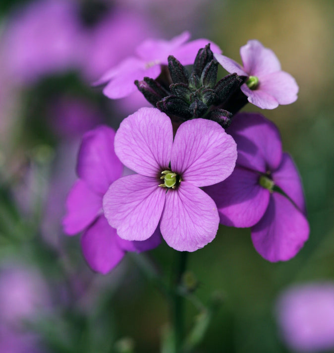 Erysimum Bowles Mauve 2L