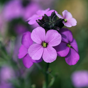 Erysimum Bowles Mauve 2L