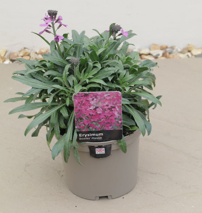 Erysimum Bowles Mauve 2L