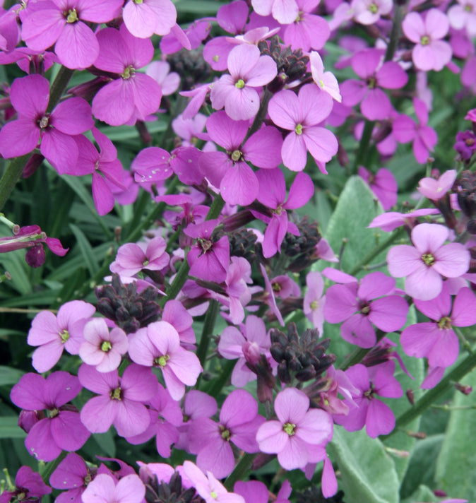 Erysimum Bowles Mauve 2L