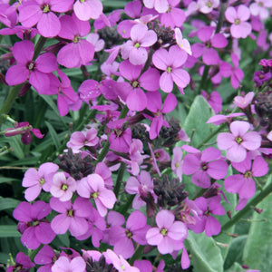 Erysimum Bowles Mauve 2L