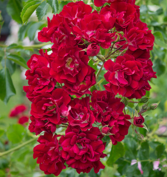 David Austin Rambling Rosie Rambling Rose  6l