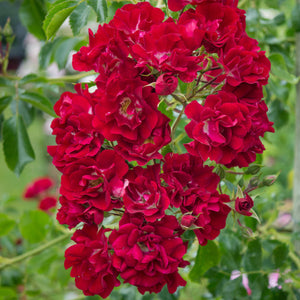 David Austin Rambling Rosie Rambling Rose  6l