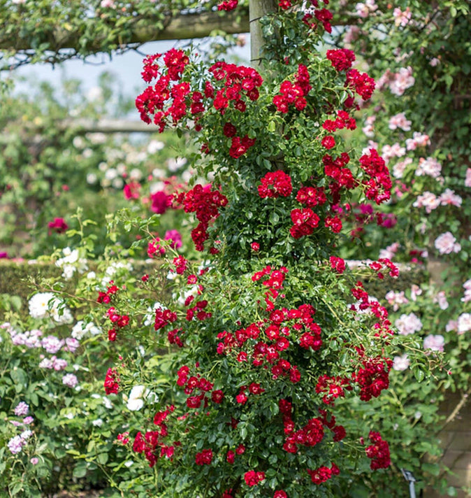 David Austin Rambling Rosie Rambling Rose  6l