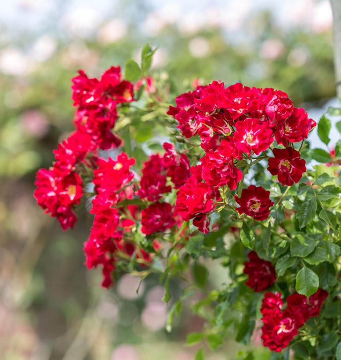 David Austin Rambling Rosie Rambling Rose  6l
