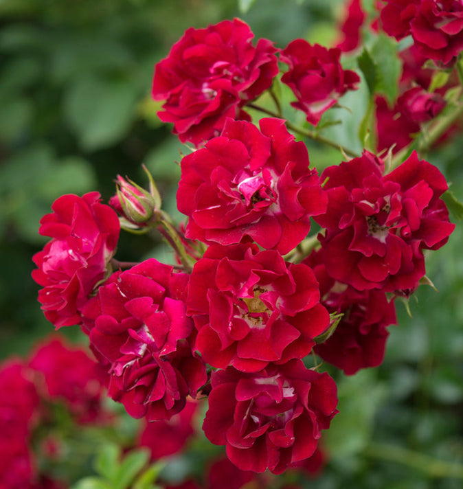 David Austin Rambling Rosie Rambling Rose  6l