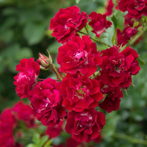 David Austin Rambling Rosie Rambling Rose  6l