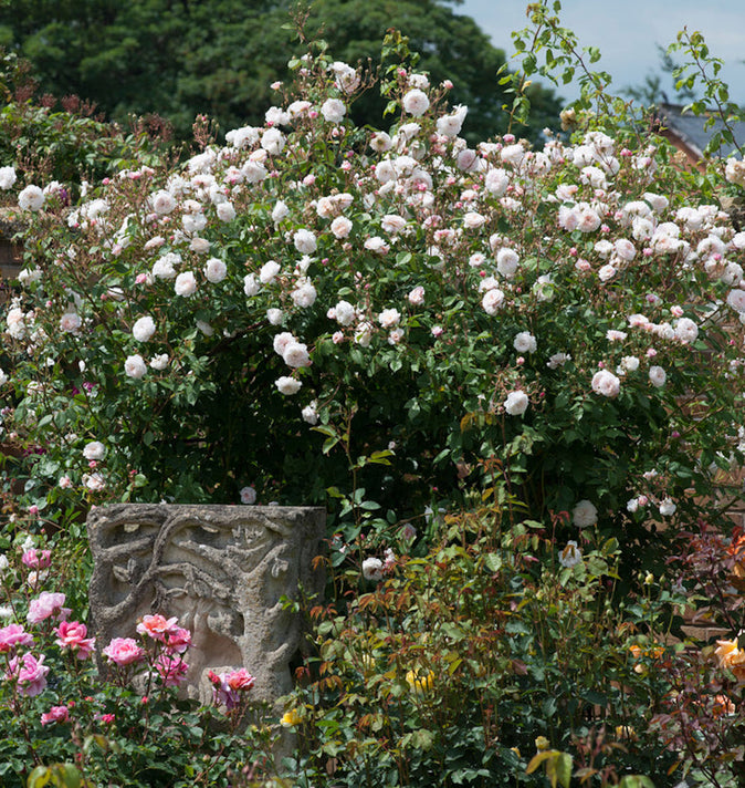 David Austin The Albrighton Rambling Rose 6L