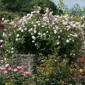 David Austin The Albrighton Rambling Rose 6L