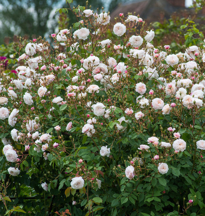 David Austin The Albrighton Rambling Rose 6L