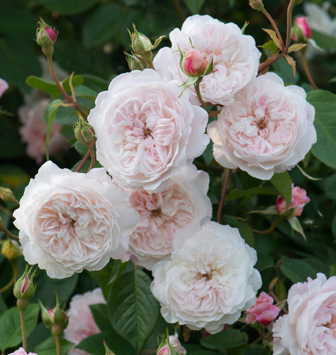 David Austin The Albrighton Rambling Rose 6L