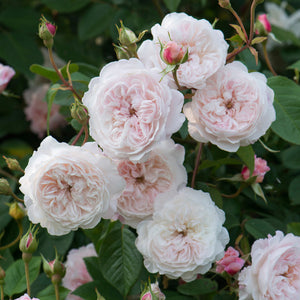 David Austin The Albrighton Rambling Rose 6L