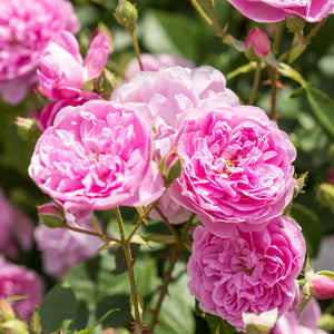 David Austin Harlow Carr Shrub Rose 6L