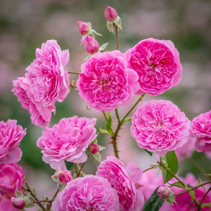 David Austin Harlow Carr Shrub Rose 6L