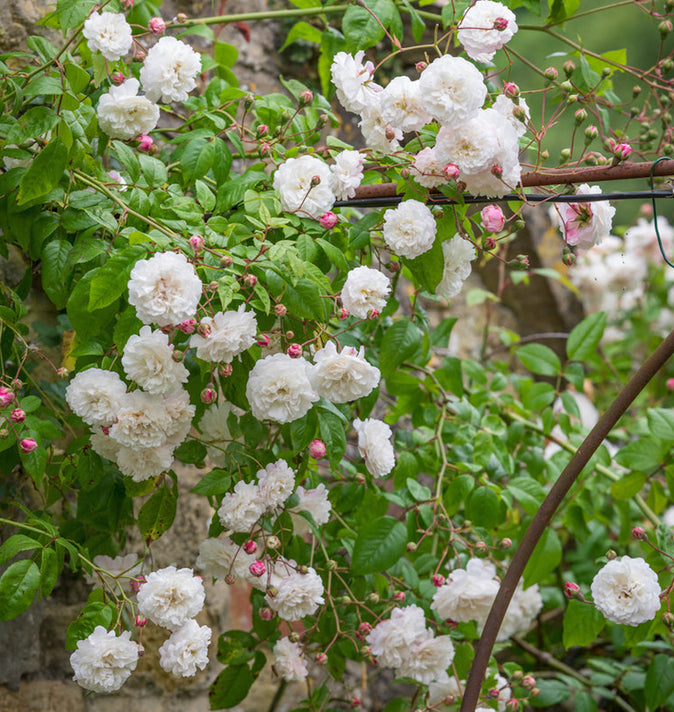David Austin Felicite Perpetue Rambling Rose 6l
